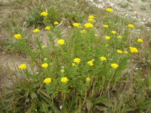 Lee más sobre el artículo “Agerato” o “Hierba julia”