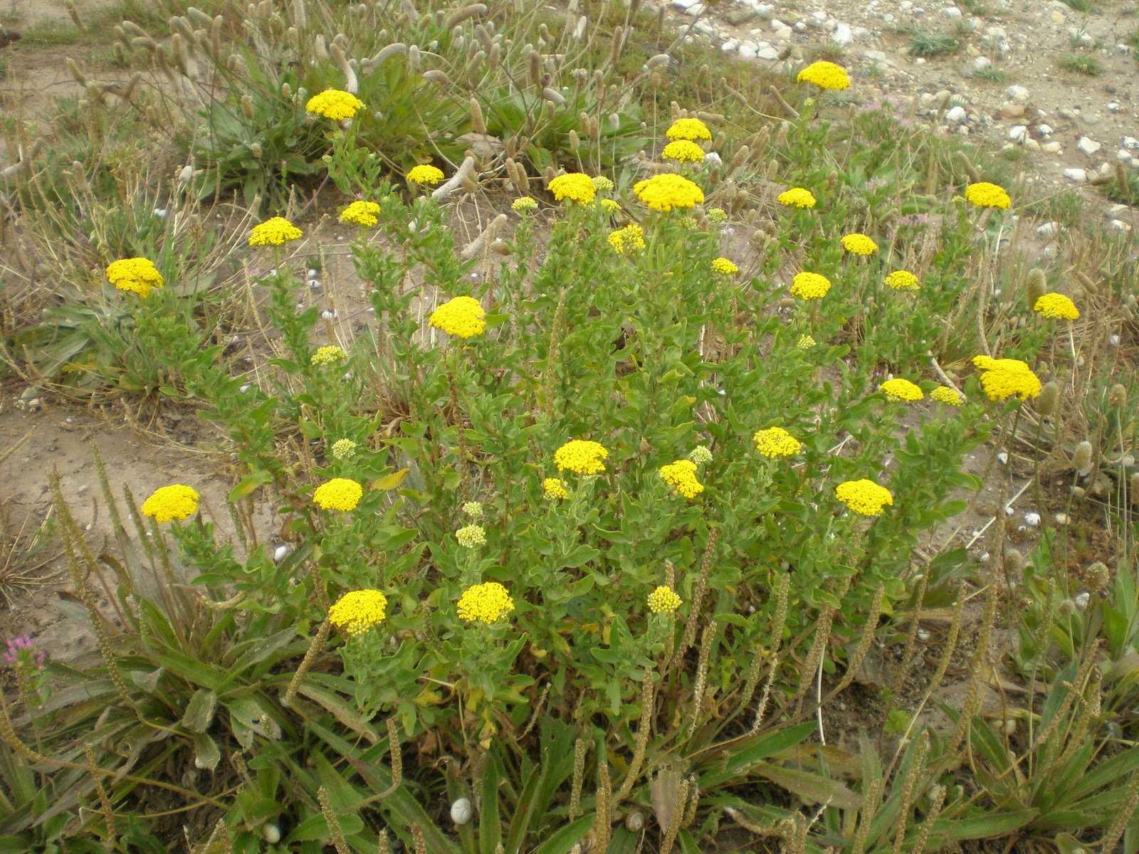 Lee más sobre el artículo “Agerato” o “Hierba julia”