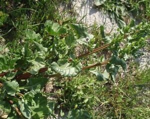 Lee más sobre el artículo “Beta marina” o “Remolacha marina”