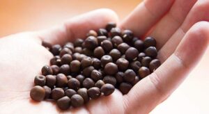 Lee más sobre el artículo Los Alberjones en la Agricultura