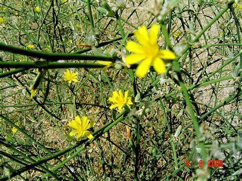 Lee más sobre el artículo “La achicoria dulce” o “Alijungera”