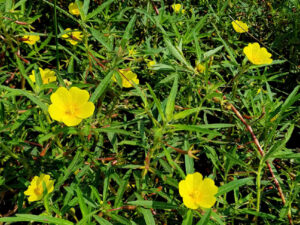 Lee más sobre el artículo “Ludwigia de flores grandes”