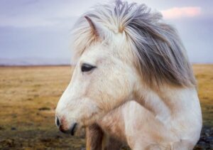 Lee más sobre el artículo Ley de Bienestar Animal