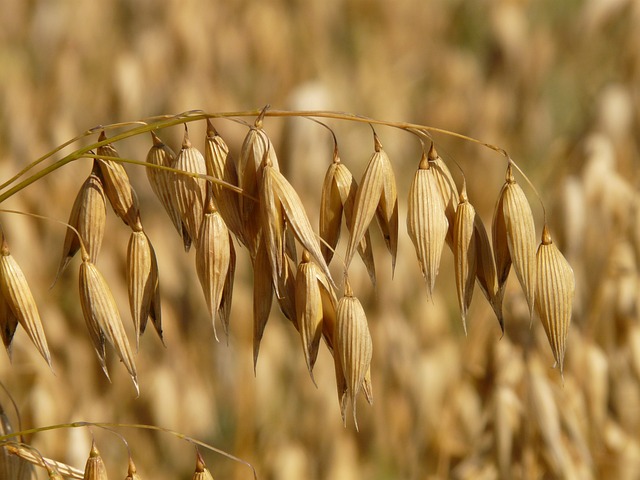En este momento estás viendo La Avena en Agricultura