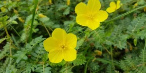 Lee más sobre el artículo Abrojo o Caltrop