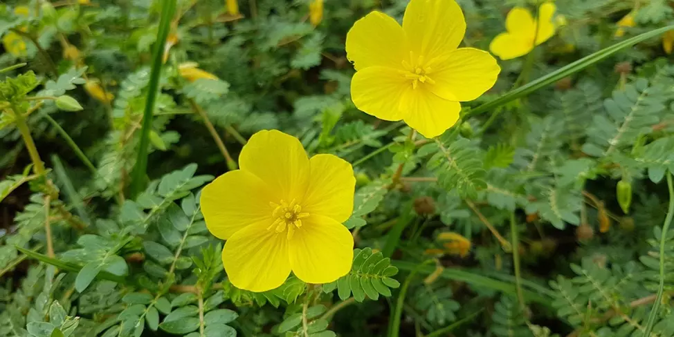 Lee más sobre el artículo Abrojo o Caltrop