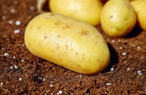 Lee más sobre el artículo Las Patatas